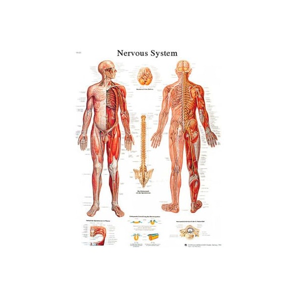 3B Anatomical Chart - Nervous System Chart, Sticky Back